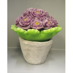 Candle flower