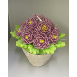 Candle flower