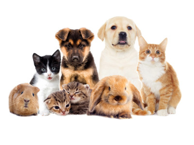 PETS